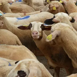 Fête de la brebis