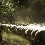 Fête de la brebis Balade sur le sentier de la brebis
