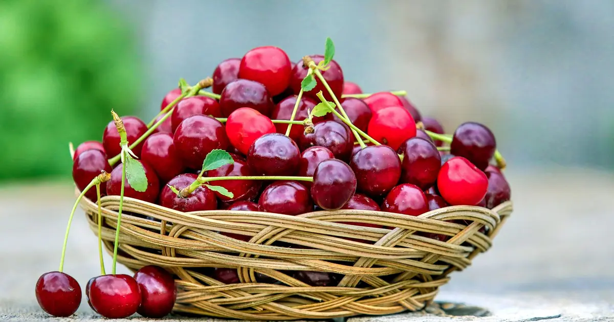 Fête de la Cerise à Itxassou 2026 : date, programme, animations