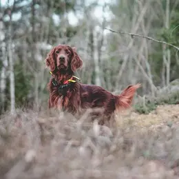 Fête de la Chasse Nature et Traditions