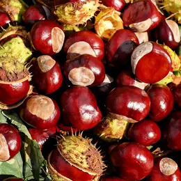 Fête De La Châtaigne Et  Du Vin Nouveau