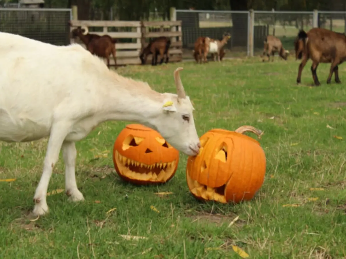 Fête de la Citrouille à la Ferme de Gally de Saint-Cyr l'Ecole