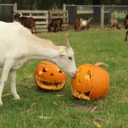Fête de la Citrouille à la Ferme de Gally de Saint-Cyr l'Ecole