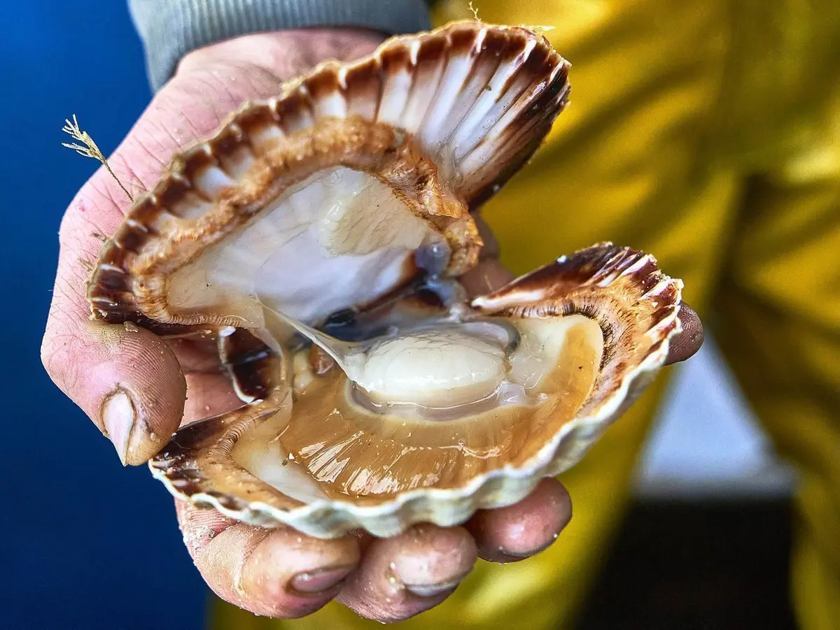 Une coquille Saint-Jacques fraîchement pêchée