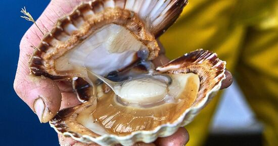 [Coup de ❤️ JDS] F&ecirc;te de la Coquille Saint-Jacques 2026 : saveurs et f&ecirc;te en baie de Saint-Brieuc