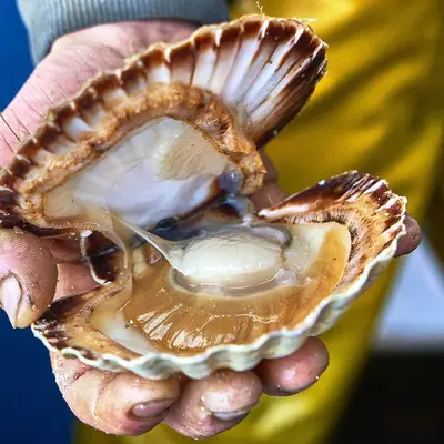 Fête de la Coquille Saint-Jacques 2026 : saveurs et fête en baie de Saint-Brieuc