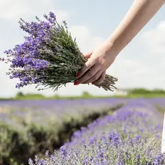 Fête de la Lavande à Valensole 2026