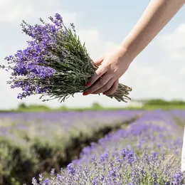 Fête de la Lavande à Valensole 2026
