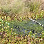 Fête de la mare à la Maison de la nature et de la pierre sèche