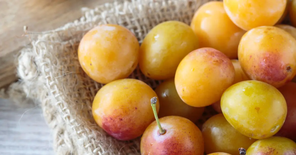 Venez profiter de la Fête de la Mirabelle à Metz