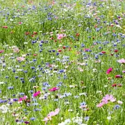 Fête De La Nature : Balade Herboriste