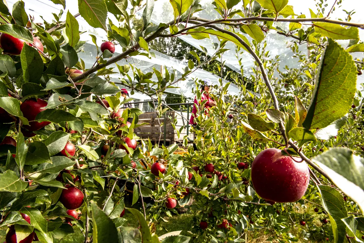 Fête de la nature, inauguration du verger et bilan de l'Atlas de Biodiversité Communale