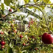 Fête de la nature, inauguration du verger et bilan de l'Atlas de Biodiversité Communale