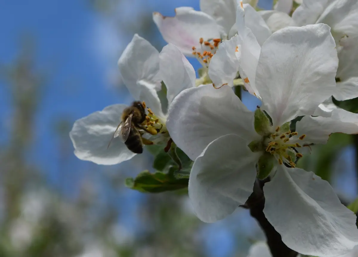 Fête de la Nature : les pollinisateurs