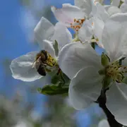 Fête de la Nature : les pollinisateurs