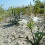 Fête de la nature : Que se passe-t-il sur les dunes de Sokoburu au printemps?