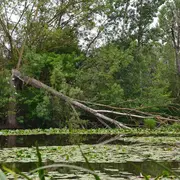 Fête de la Nature - Visite de la Réserve Naturelle Nationale de la Mazière