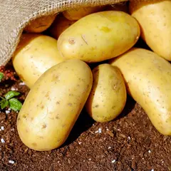 Fête de la patate