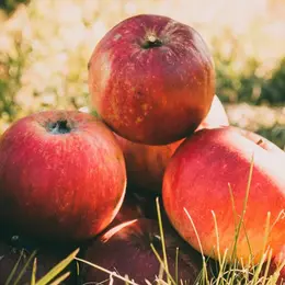 Fête de la pomme