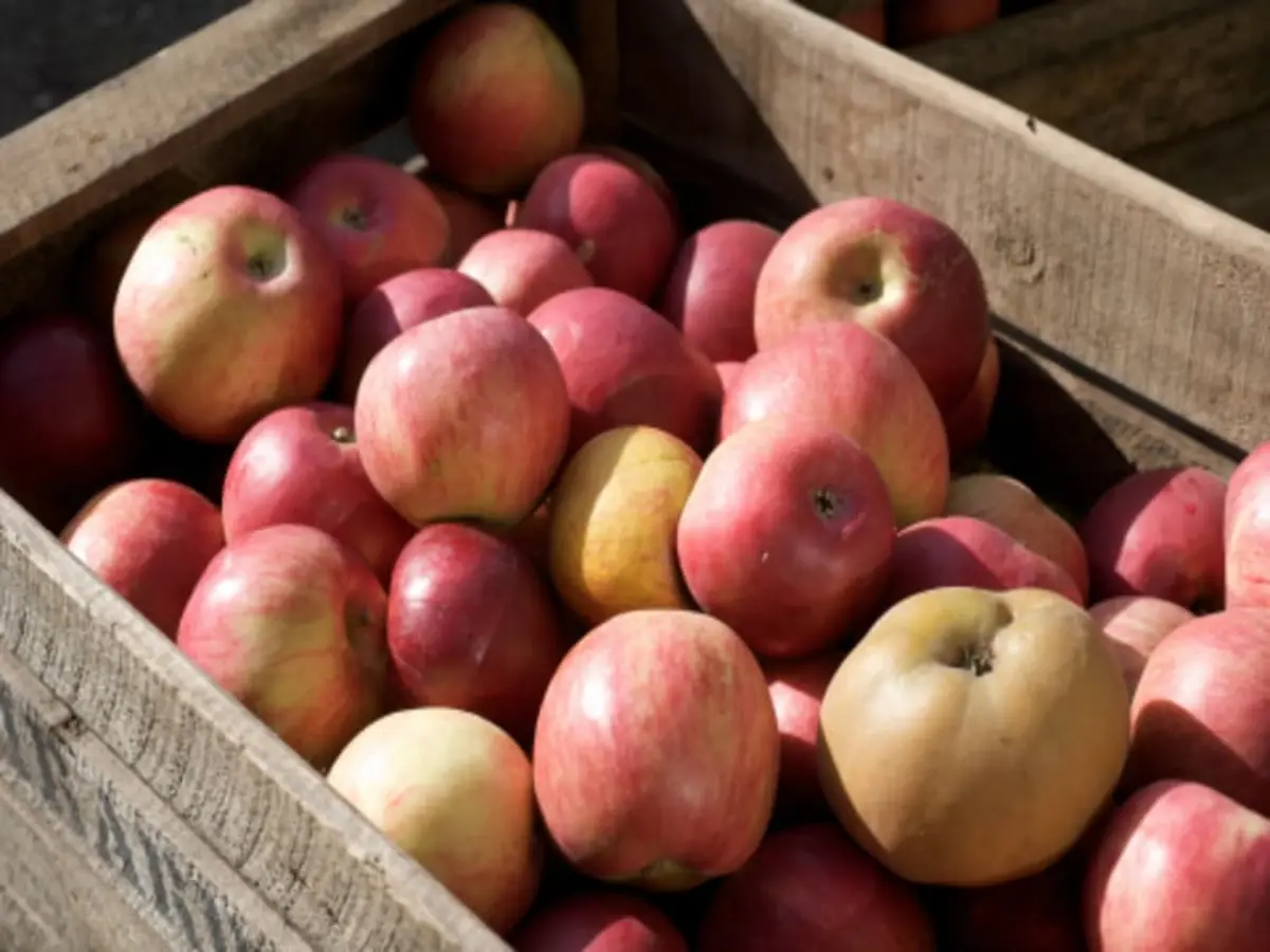 Fête de la Pomme à la Ferme Ouverte de Saint-Denis
