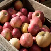 Fête de la Pomme à la Ferme Ouverte de Saint-Denis