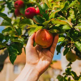 Fête de la pomme au Prieuré Saint-Gabriel