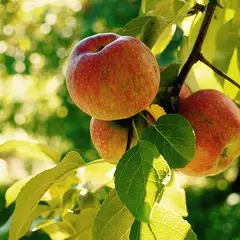 Fête de la Pomme et marché festif