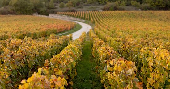 [Coup de ❤️ JDS] F&ecirc;te de la Saint-Vincent Tournante 2026