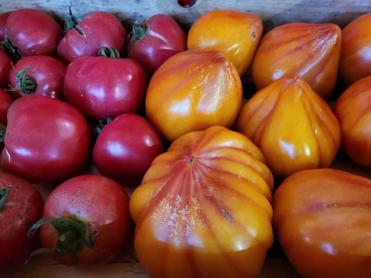 La tomate est à l'honneur au Marché de Mulhouse