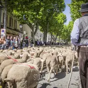 Fête de la Transhumance 2026