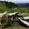 On accompagne les vaches lors de la transhumance dans les Vosges &copy; bluesky6867 - Fotolia.com