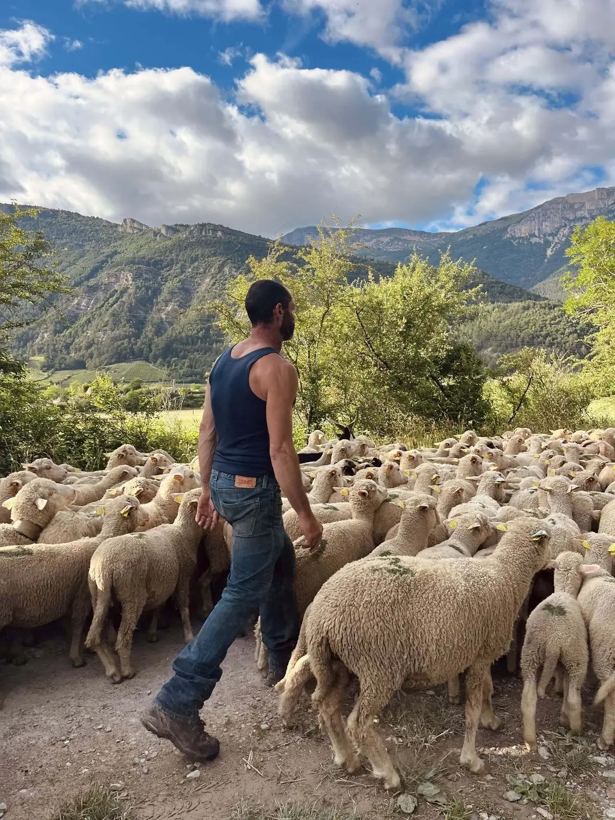 Les &eacute;leveurs emm&egrave;nent, le 21 juin, leurs animaux jusqu'aux alpages pour l'&eacute;t&eacute; 