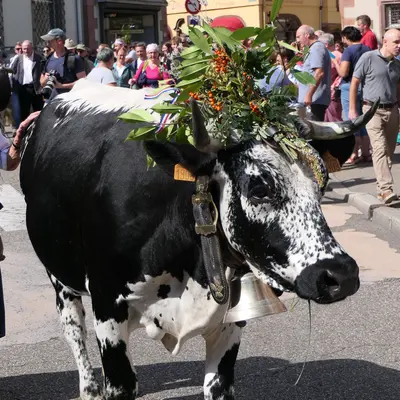 Fête de la Transhumance et de la Tourte 2026 à Munster