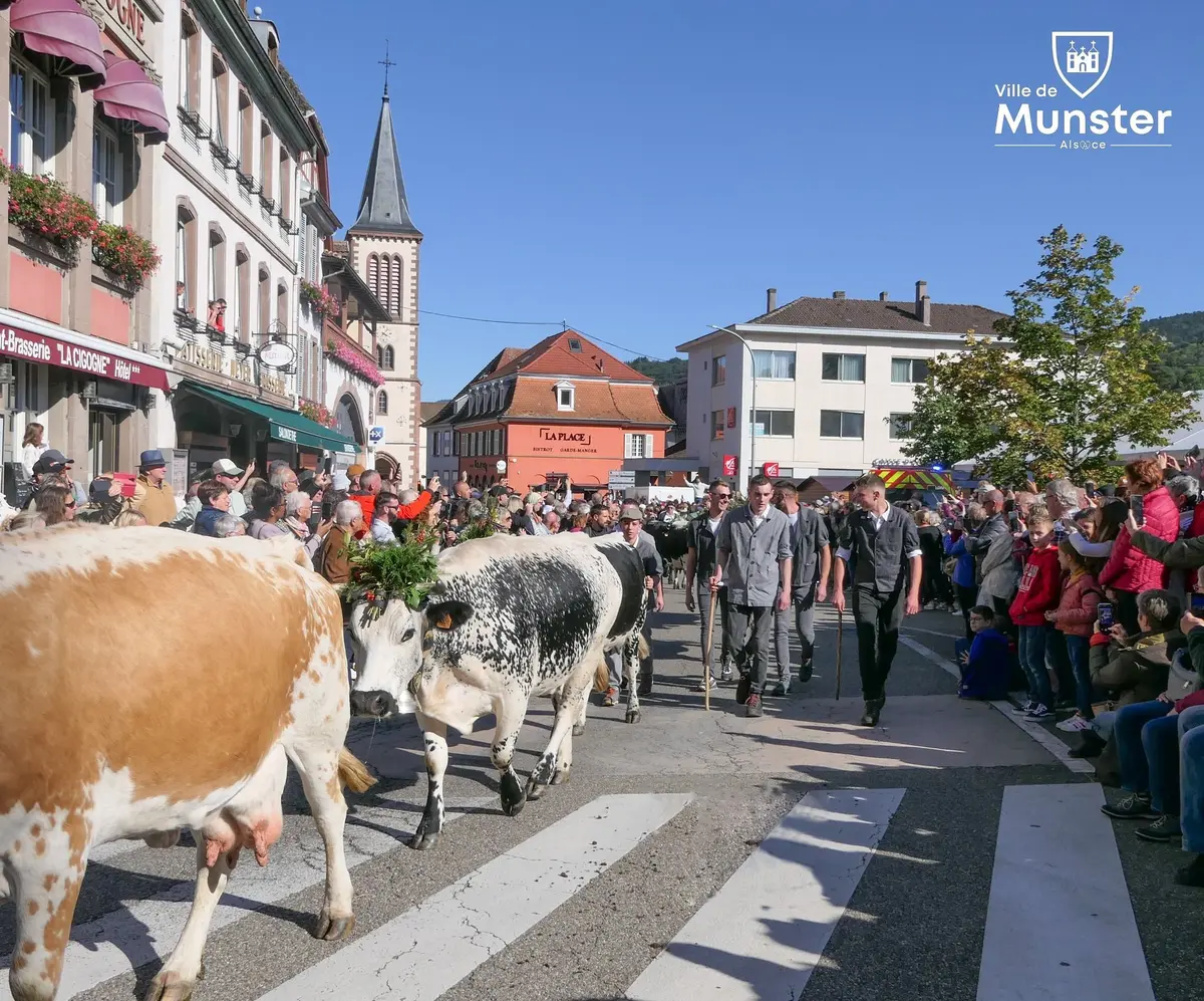 Les vaches défilent dans la ville de Munster