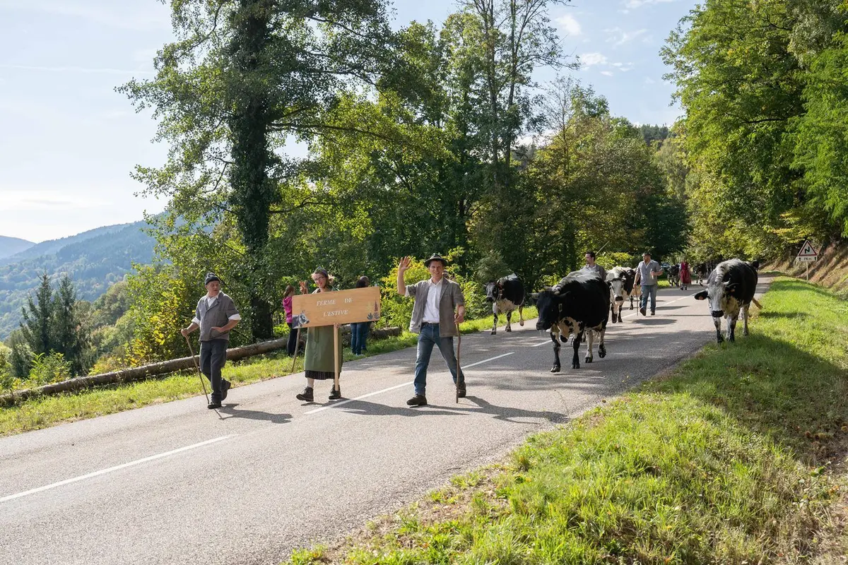 En octobre, les vaches redescendent des chaumes vers la vall&eacute;e pour passer l'hiver au chaud. 