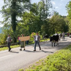 Fête de la Transhumance 2026 à  Muhlbach-sur-Munster (Wandelfescht)