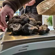Fête de la Truffe et de la Langue Occitane