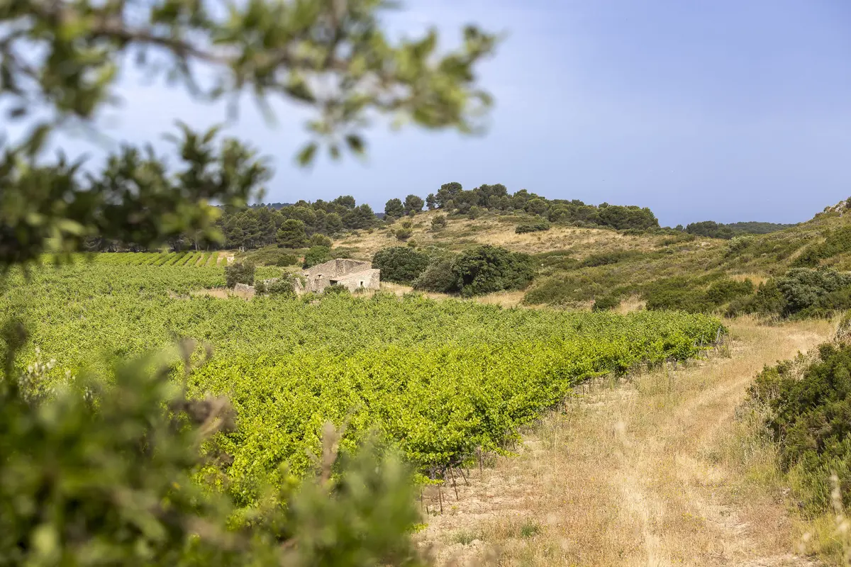Fête de la Vigne et du Vin / Brunch de la Cadenière