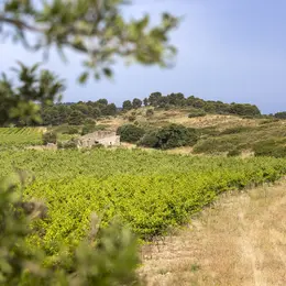 Fête de la Vigne et du Vin / Brunch de la Cadenière