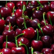 Fête des Cerises à Westhoffen 2026