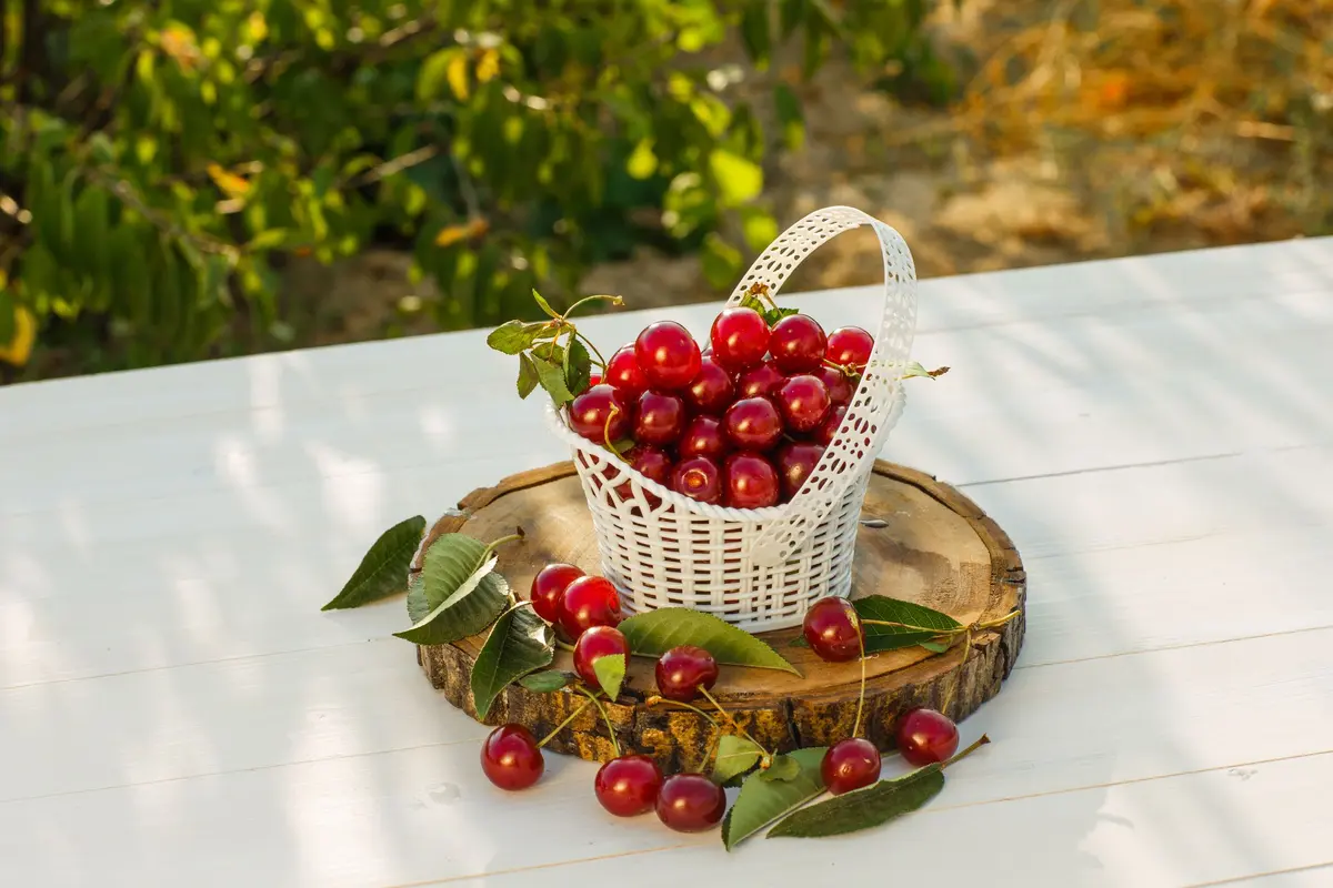 Fête des Cerises à Westhoffen 2026