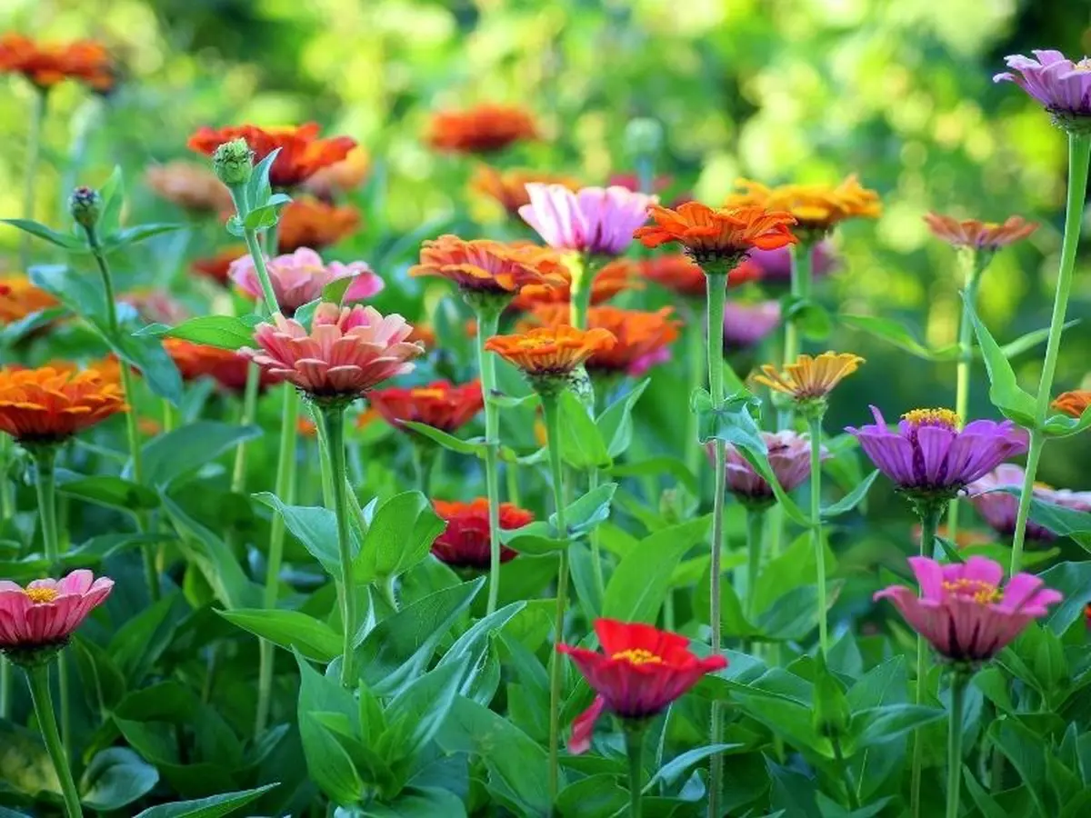 Fête des fleurs - 3ème édition