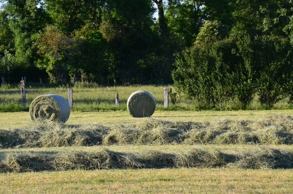 Fête des Foins - 7ème édition