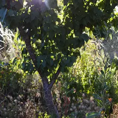 Fête des mille arbres