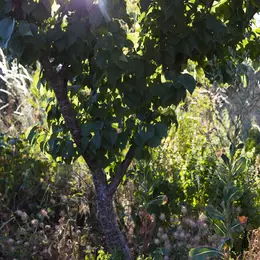 Fête des mille arbres