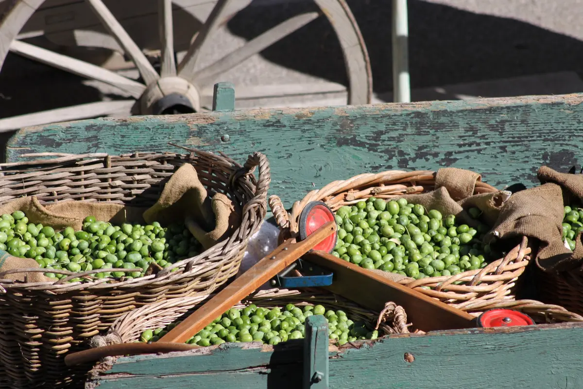 Fête des Olives Vertes 2026