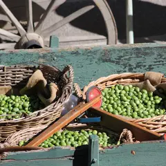 Fête des Olives Vertes 2026
