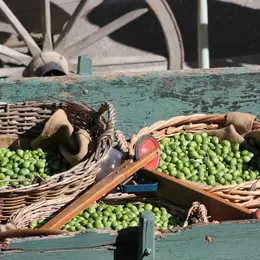 Fête des Olives Vertes 2026