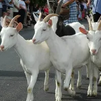 Fête des paysans d’antan / Altaburafascht à Bernwiller &copy; Ronde des fêtes