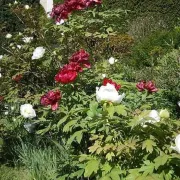 Fête des pivoines au parc botanique du prieuré d'Orchaise